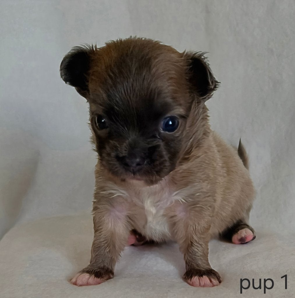 Chihuahua pup (reutje), België, Particulier, Reu, 8 tot 15 weken