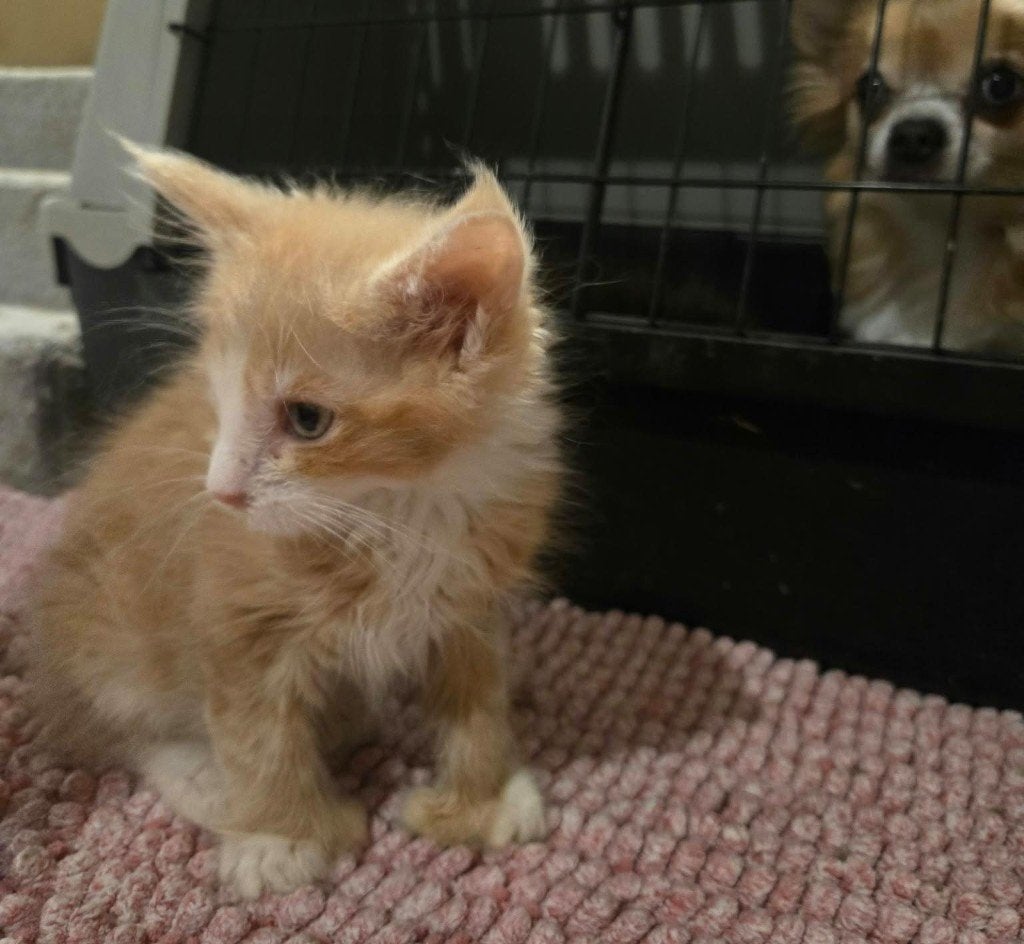Extreem lief maine coon katertje polydactyl, Kater, 0 tot 2 jaar