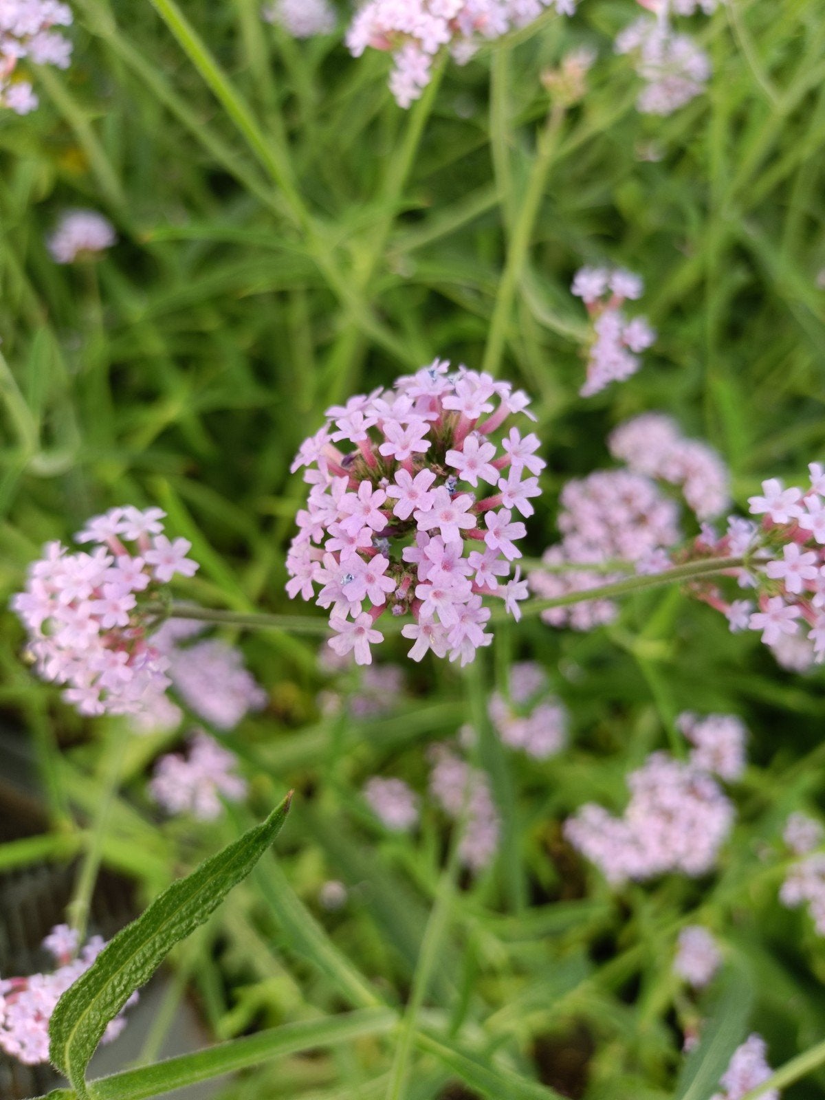 Verbena Lollipop in 9 cm pot - Compacte IJzerhard, Tuin en Terras, Planten | Tuinplanten, Ophalen of Verzenden, Overige soorten