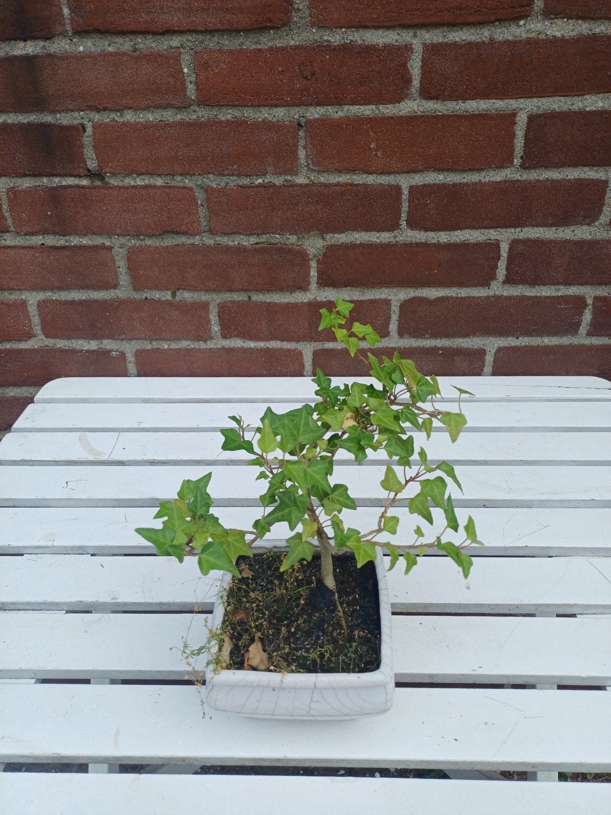 Kleine Hedera helix Bonsai - Klimop Bonsai, Tuin en Terras, Ophalen, Bloeit niet, Overige soorten, Halfschaduw