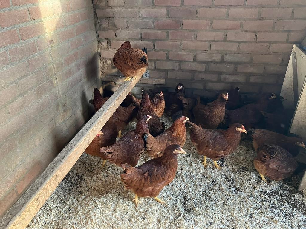 Broedeieren Rhode Island Red kippen, Dieren en Toebehoren, Pluimvee, Geslacht onbekend, Kip
