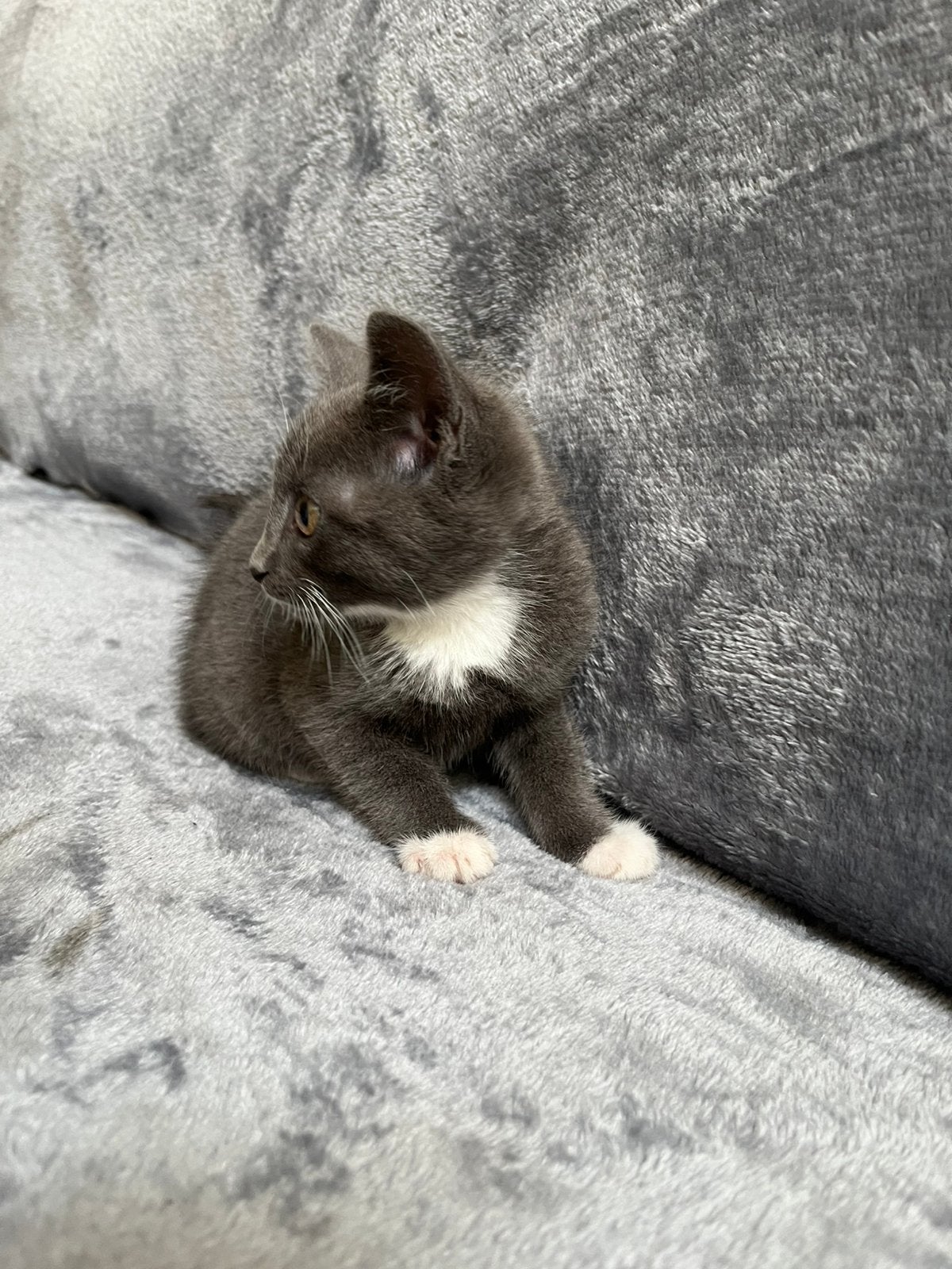 Kitten Grijs