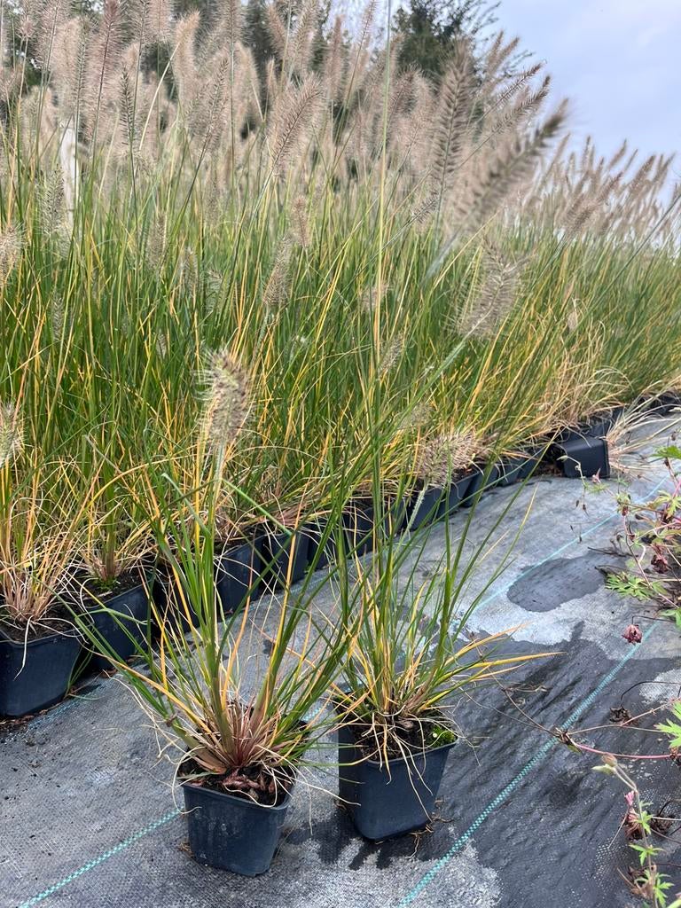 Pennisetum alopecuroides 'Little Bunny' / Lampenpoetsergras, Tuin en Terras, Ophalen of Verzenden, Overige soorten, Volle zon
