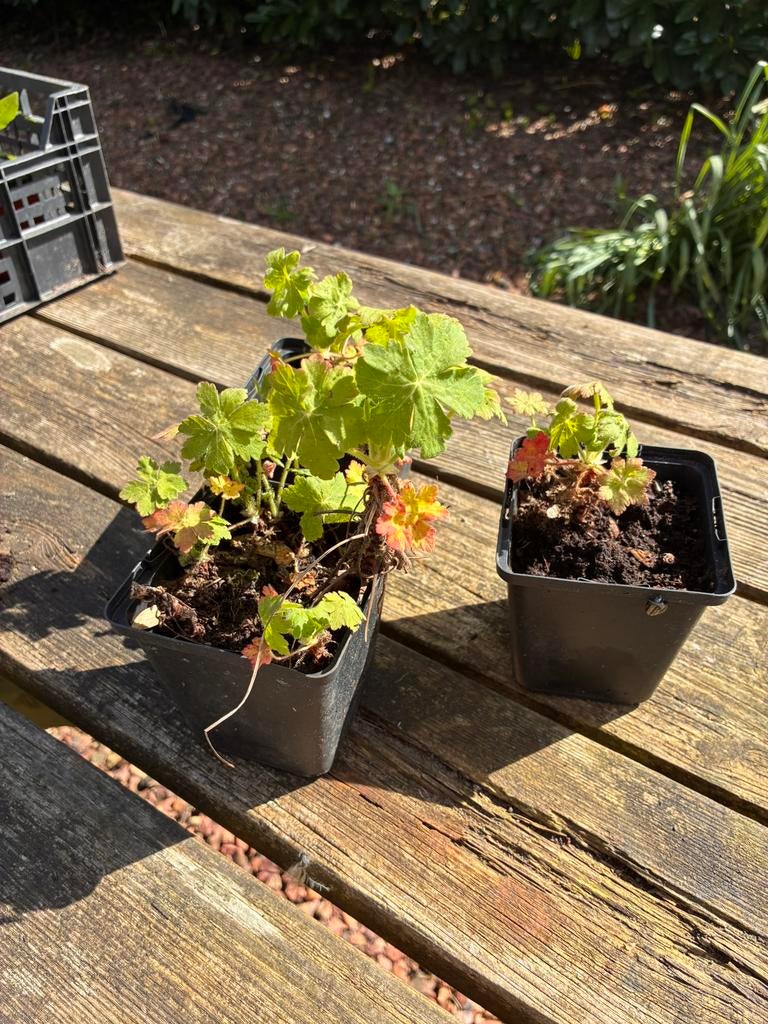 Vaste plant Geranium Ooievaarsbek, Ophalen, Overige soorten, Halfschaduw