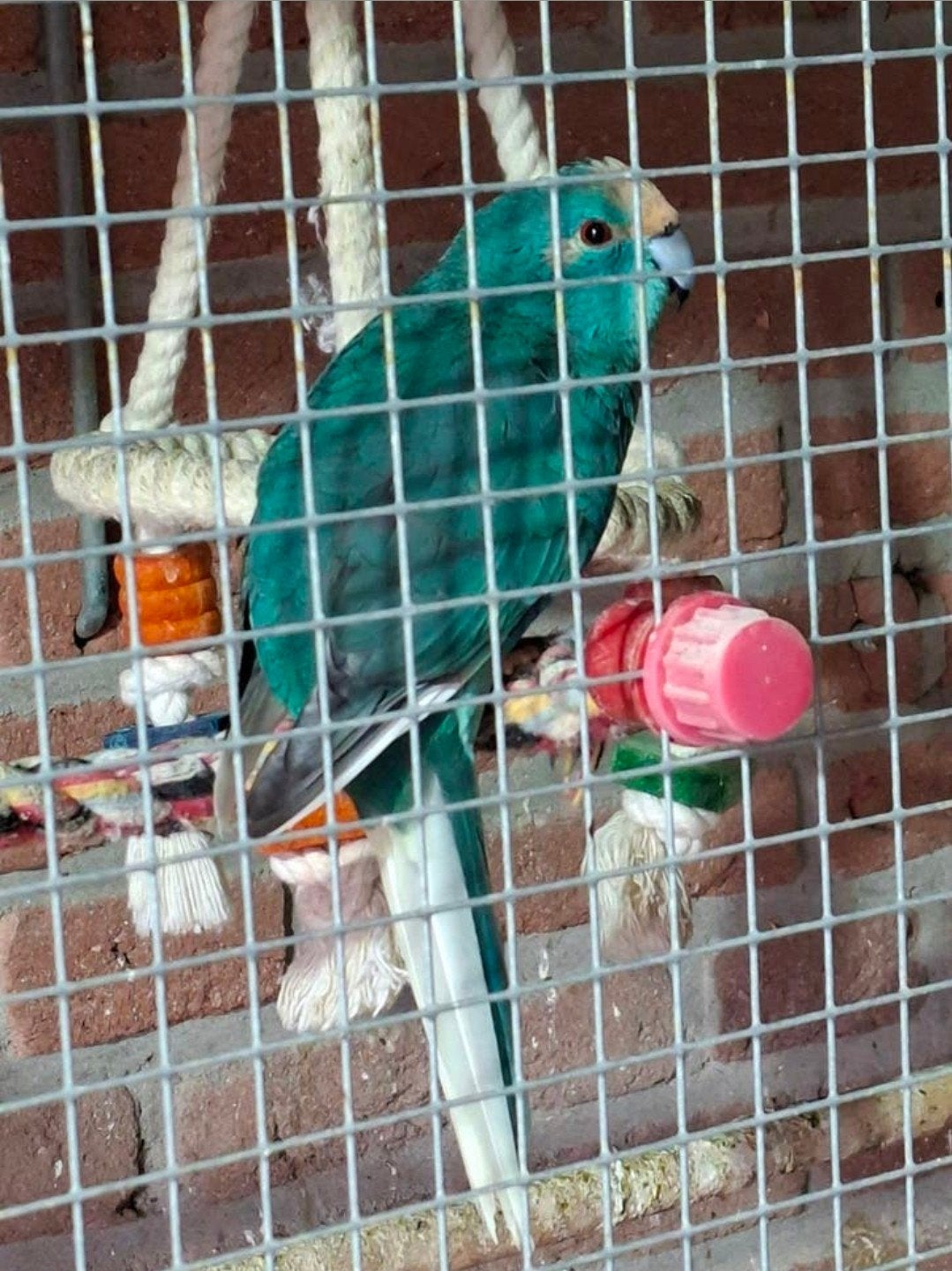 2 x Kakariki, Dieren en Toebehoren, Vogels | Parkieten en Papegaaien, Mannelijk, Parkiet