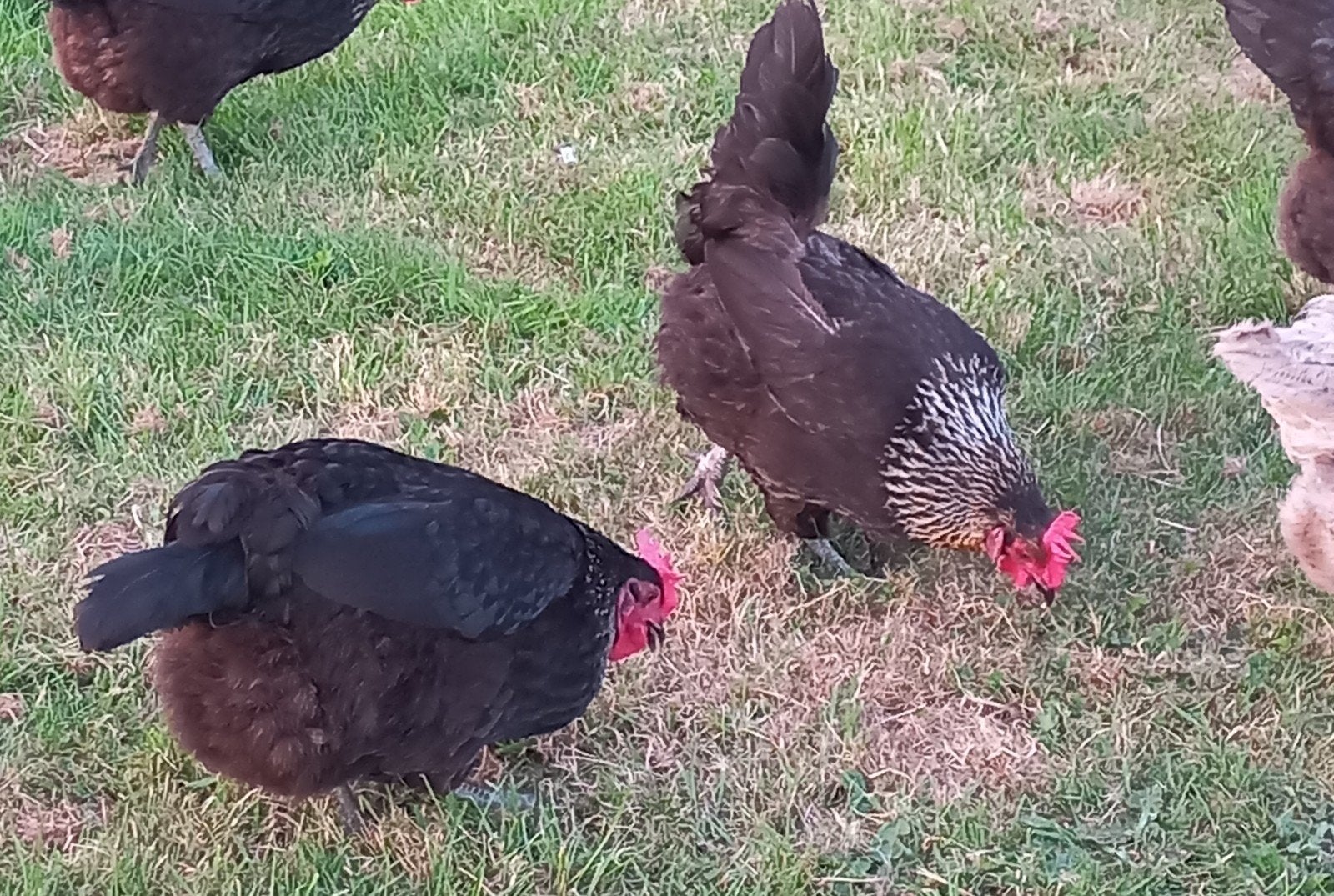 Haan en twee hennen groenleggers zilverhals marans kruising, Meerdere dieren, Kip