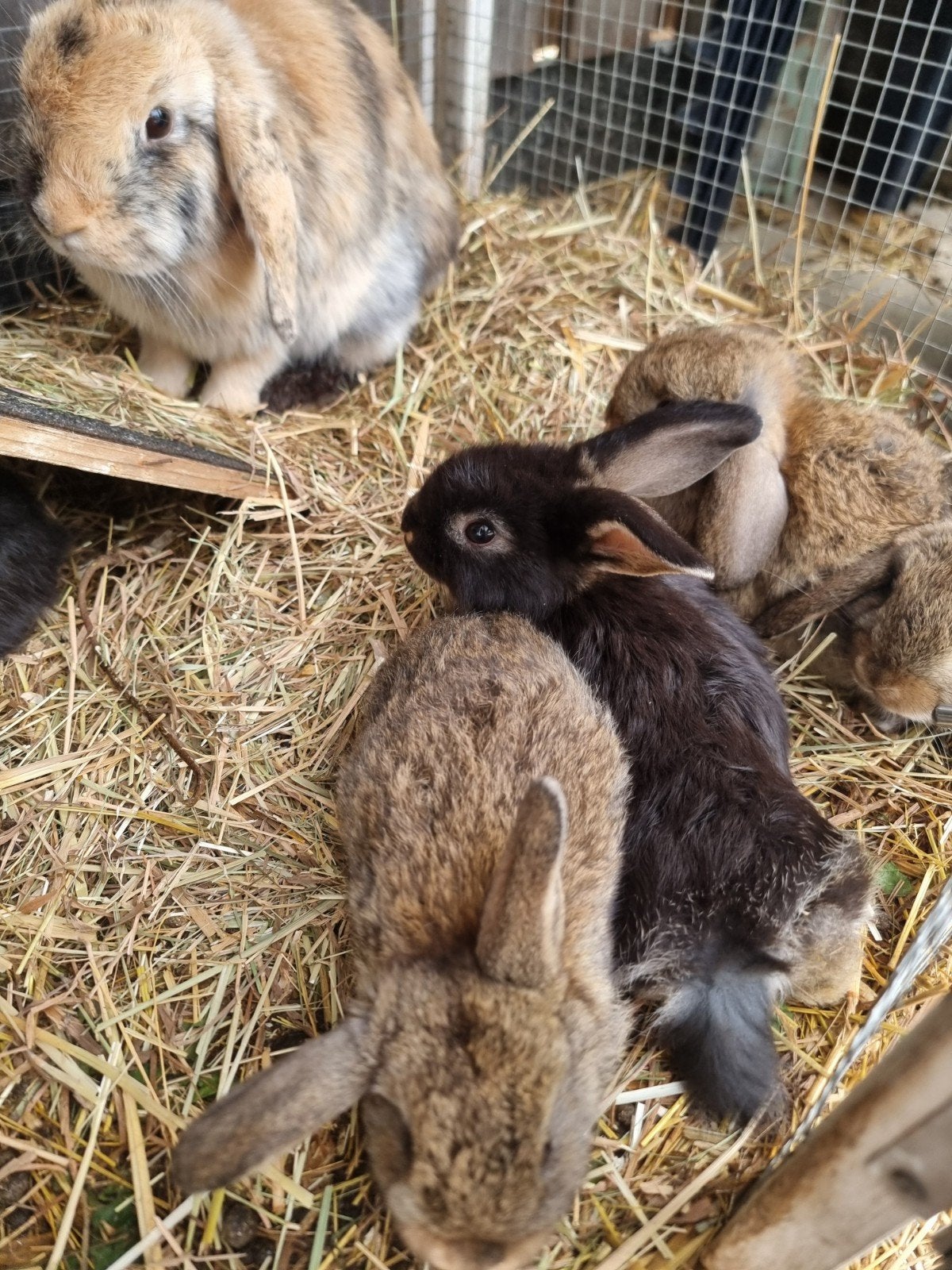 baby konijntjes, Dieren en Toebehoren, Meerdere dieren, Dwerg