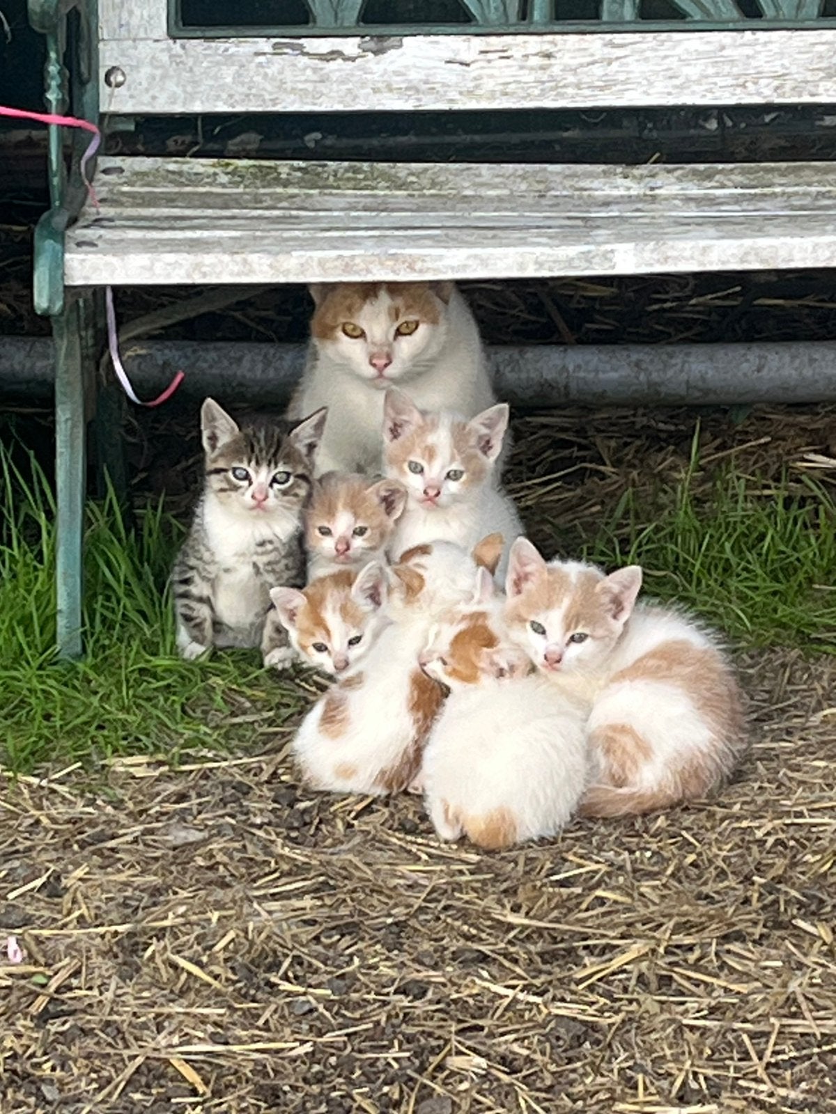 Lieve kittens te koop, 8 weken oud, Meerdere dieren