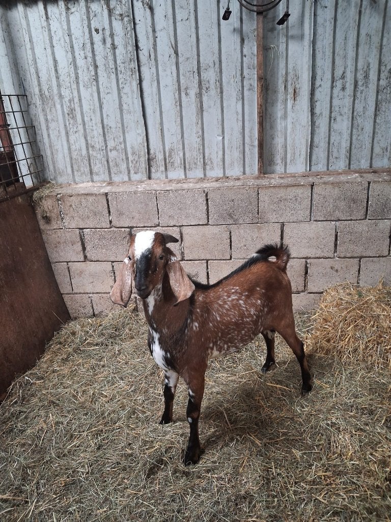 Nubische Dekbok, Dieren en Toebehoren, Mannelijk, Geit, 0 tot 2 jaar