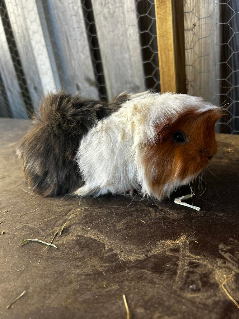 Meerdere cavia’s (ch teddy en peruvian), Dieren en Toebehoren, Juni, Mannelijk, Cavia
