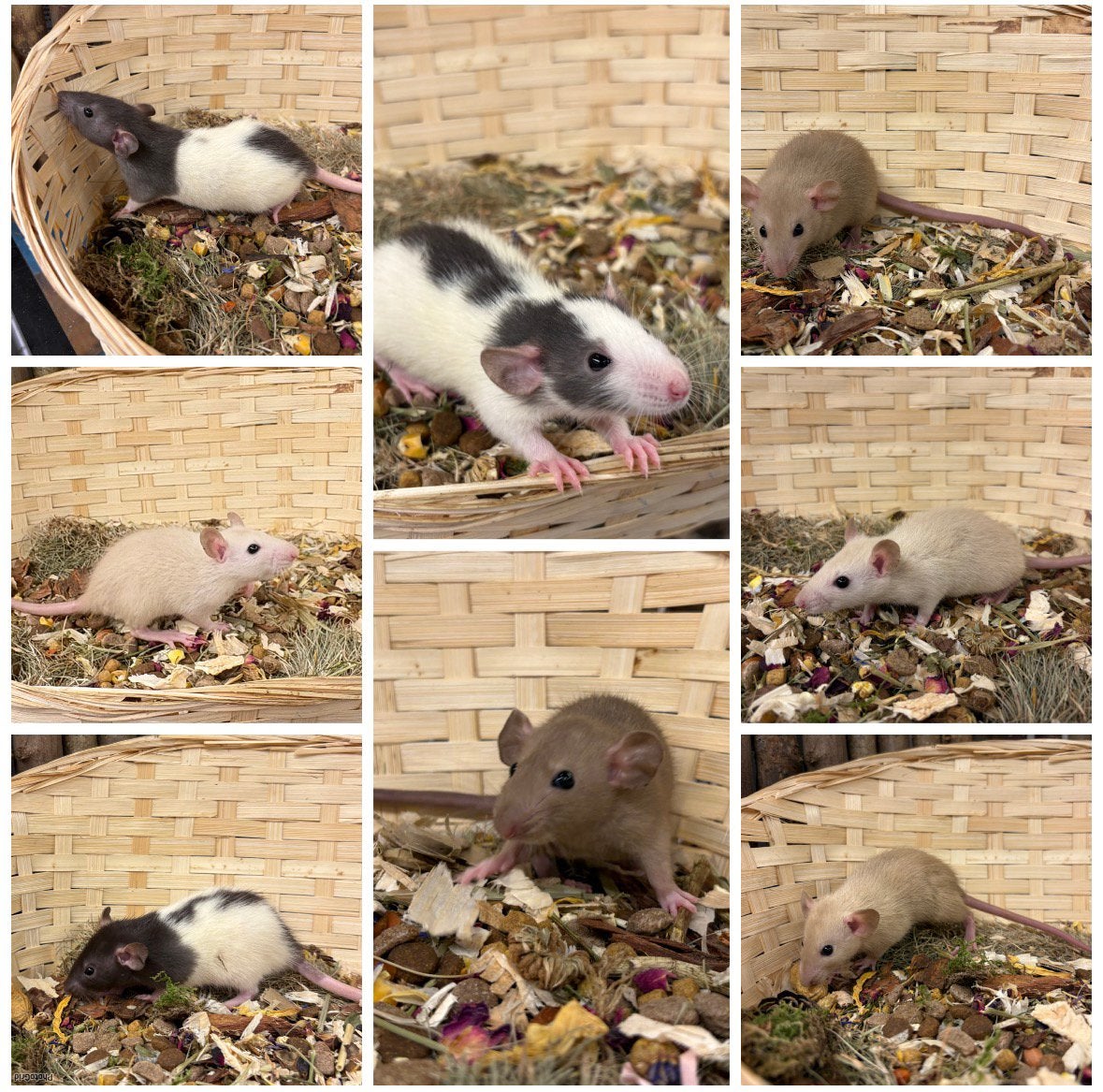 Jonge sociale, TAMME RATTEN ( VROUW, dumbo, van de fokker), Rat, Vrouwelijk, Mei, Tam