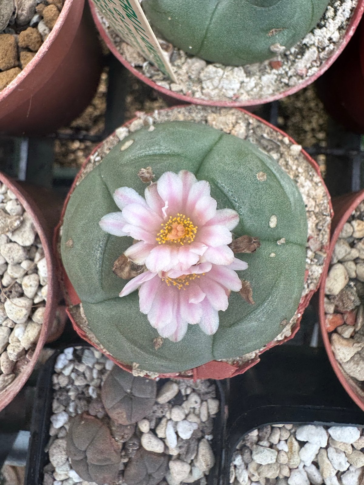 Lophophora Williamsii - Peyote Cactus, Overige soorten, Volle zon, Vaste plant, Ophalen of Verzenden