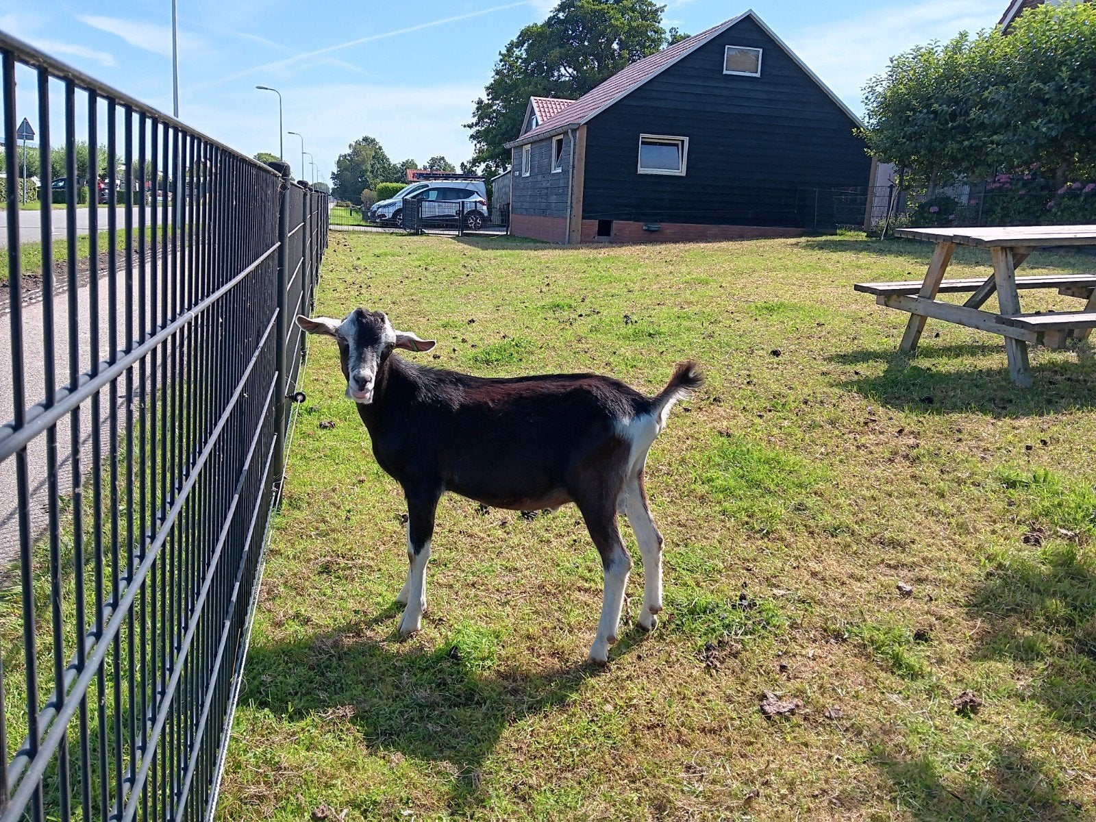 Toggenburgers te koop, Dieren en Toebehoren, Mannelijk, Geit, 0 tot 2 jaar