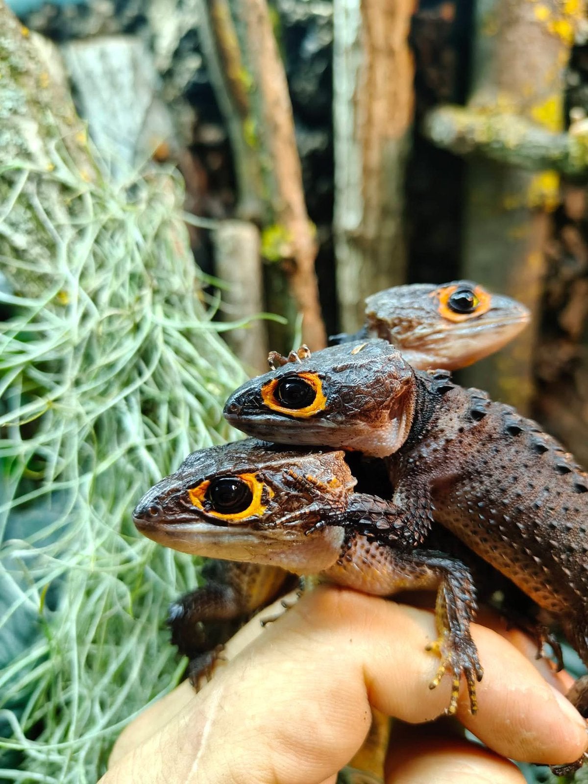 Tribolonotus gracilis / Red-eyed Crocodile Skink, Dieren en Toebehoren, Reptielen en Amfibieën, Hagedis, Tam, 0 tot 2 jaar