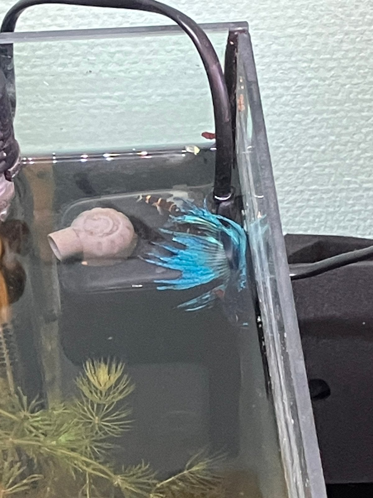 Betta man, Dieren en Toebehoren, Vis