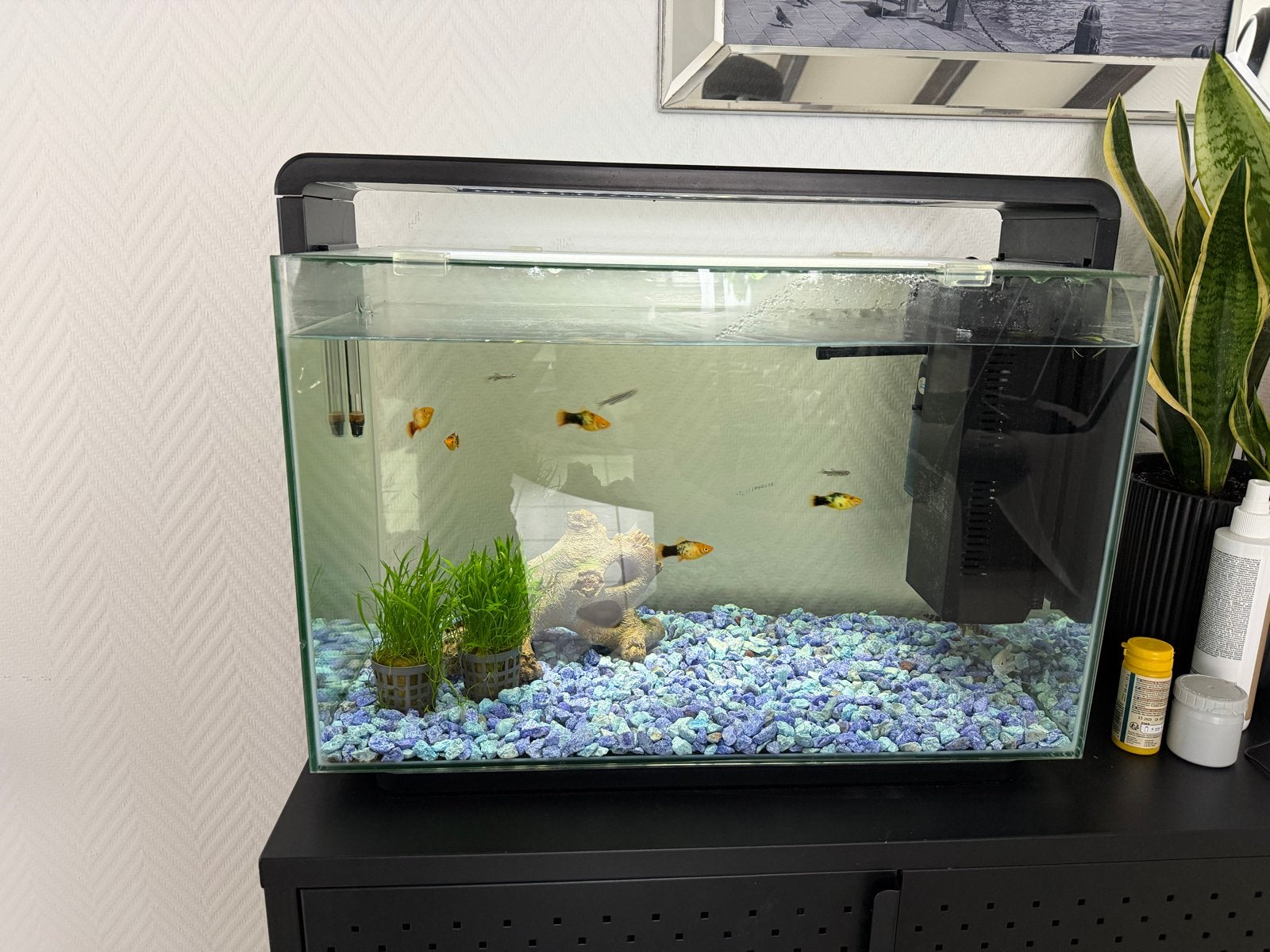 Aquarium met vissen, Ophalen, Gevuld zoetwateraquarium, Zo goed als nieuw, Inclusief deksel
