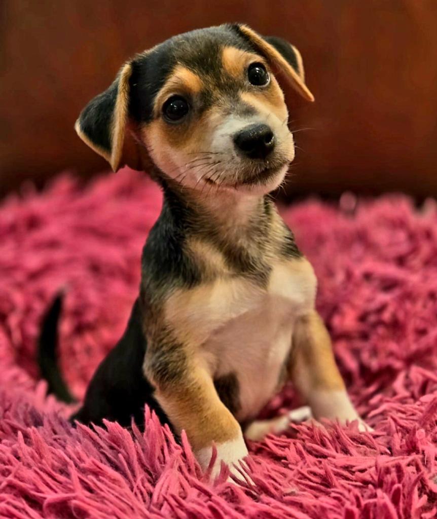Prachtige Jack Russell pups, Dieren en Toebehoren, Parvo, Jack Russell Terriër, 8 tot 15 weken, Meerdere
