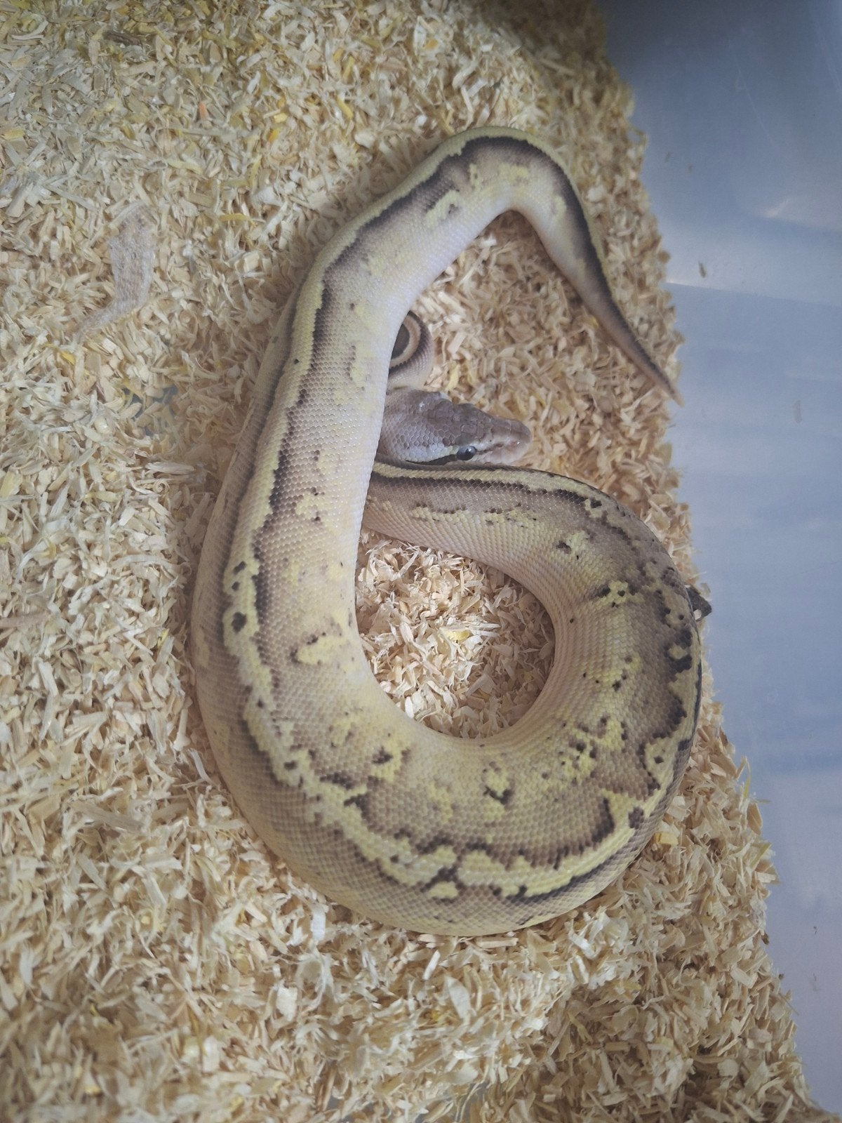 Python regius volwassen en nakweek Ball Python photo 9