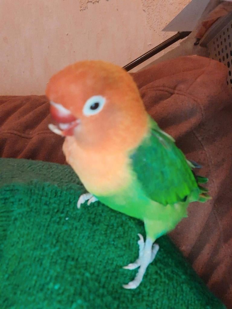 Vermist vogel agapornis coco in de buurt baggelhuizen, Dieren en Toebehoren, Vogel