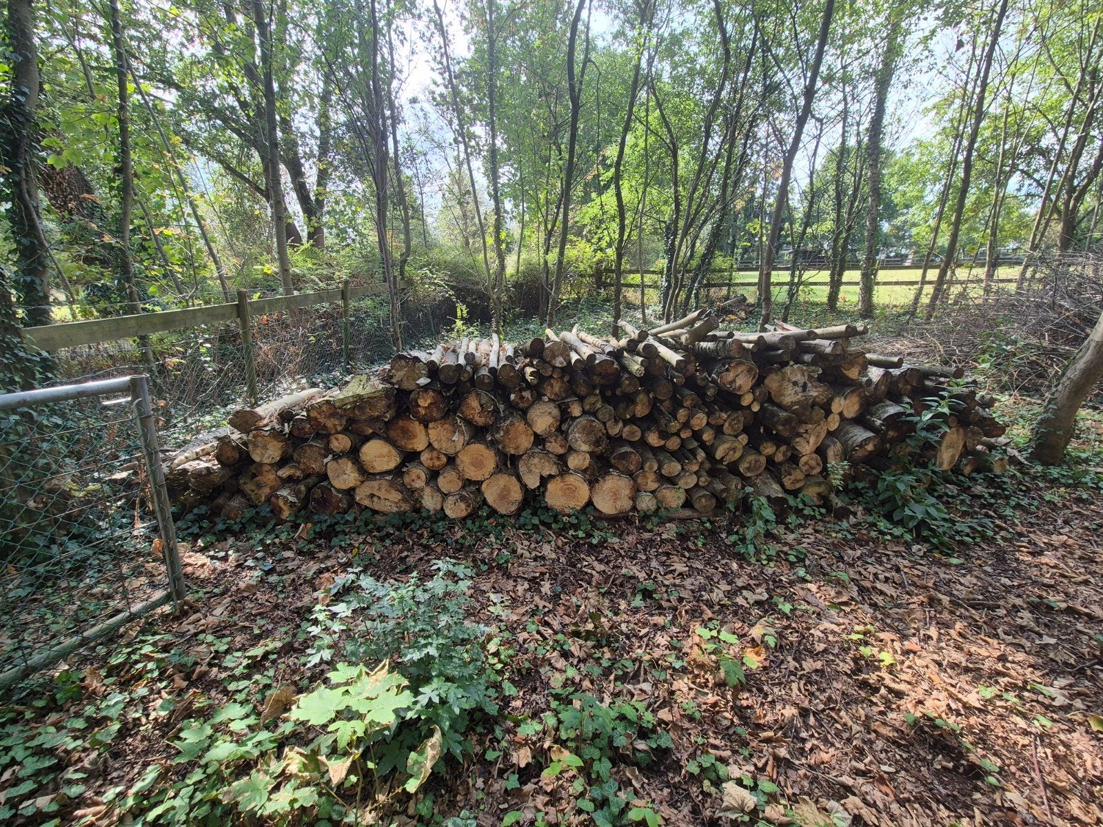 Diverse houtblokken en takken voor brandhout, 6 m³ of meer, Ophalen, Overige houtsoorten, Blokken