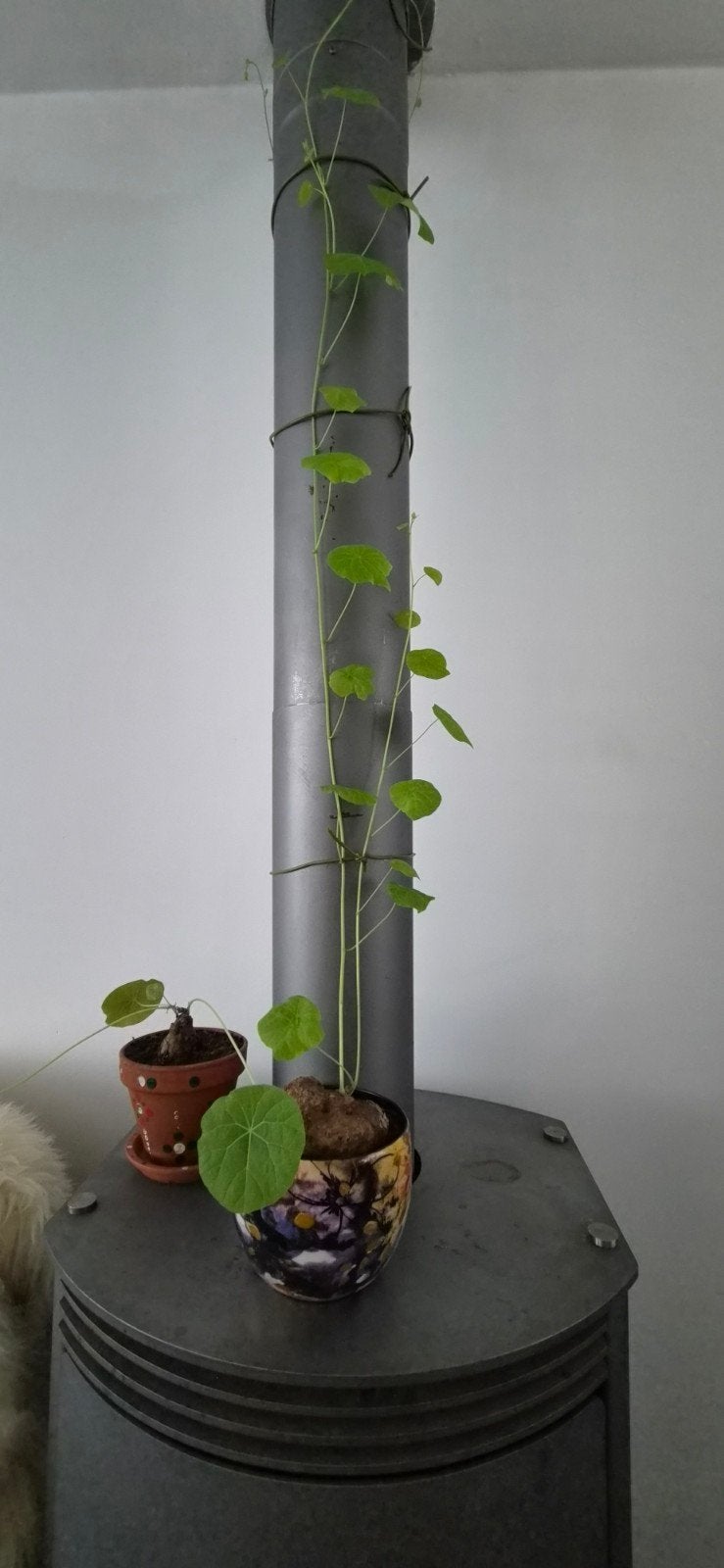 Stephania Erecta - Unieke caudexplant, Huis en Inrichting, Kamerplanten, Ophalen