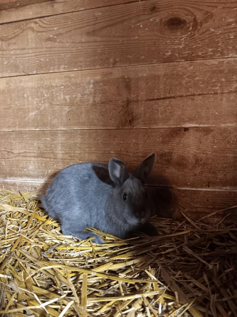 Mooi jonge konijntje, Dieren en Toebehoren, Mannelijk