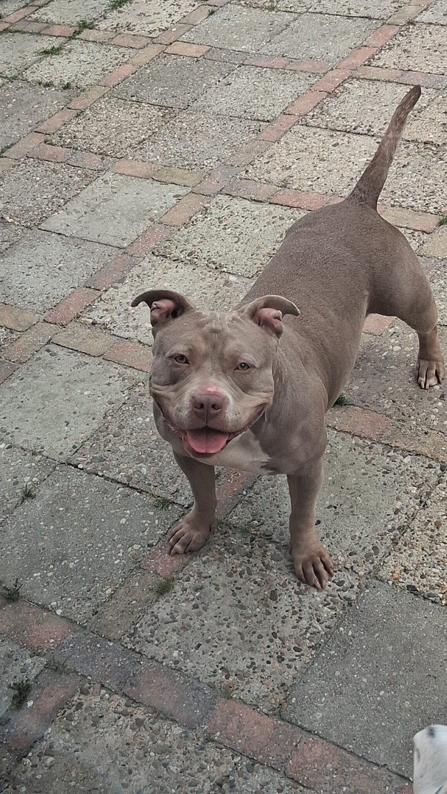 American bully pocket teefje van 3 jaar oud, Teef, Parvo, Bulldog, Eén hond