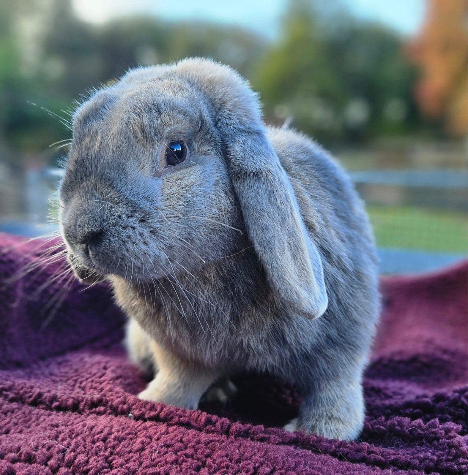 Knappe NHD ram, Dieren en Toebehoren, Mannelijk, Dwerg, Hangoor, 0 tot 2 jaar