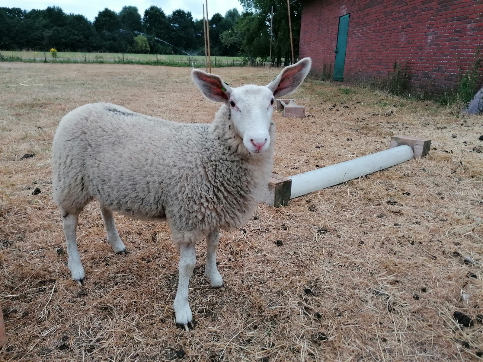 Kruising Border Leicester x Fries Melkschaap ooilam, Dieren en Toebehoren, Schapen, Geiten en Varkens, Vrouwelijk, Schaap