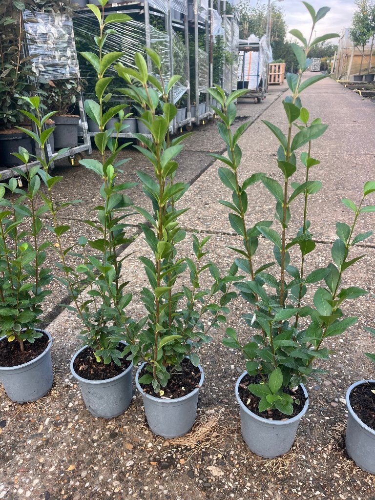 Foto 12 van Ligustrum Ovalifolium Haagplanten - Groene Ligusterhaag