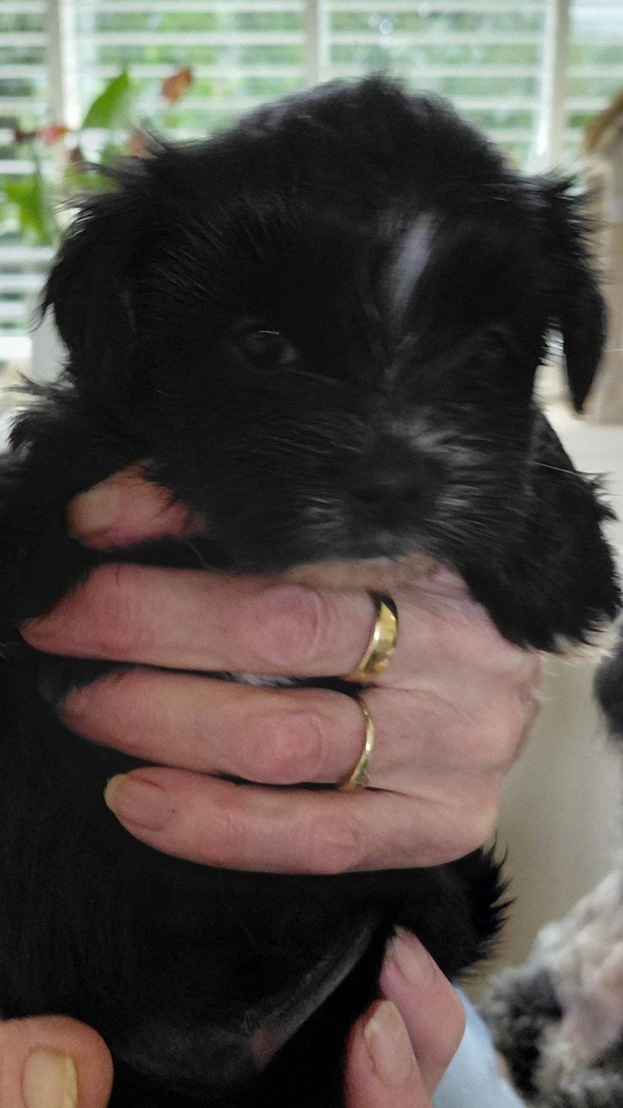 super gezonde boomer puppys, Meerdere, Meerdere dieren, Nederland, Particulier