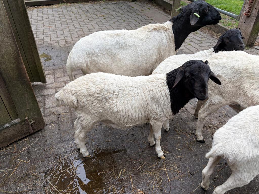 Asian blackhead schapen, Dieren en Toebehoren, Schapen, Geiten en Varkens, Mannelijk, Schaap, 0 tot 2 jaar