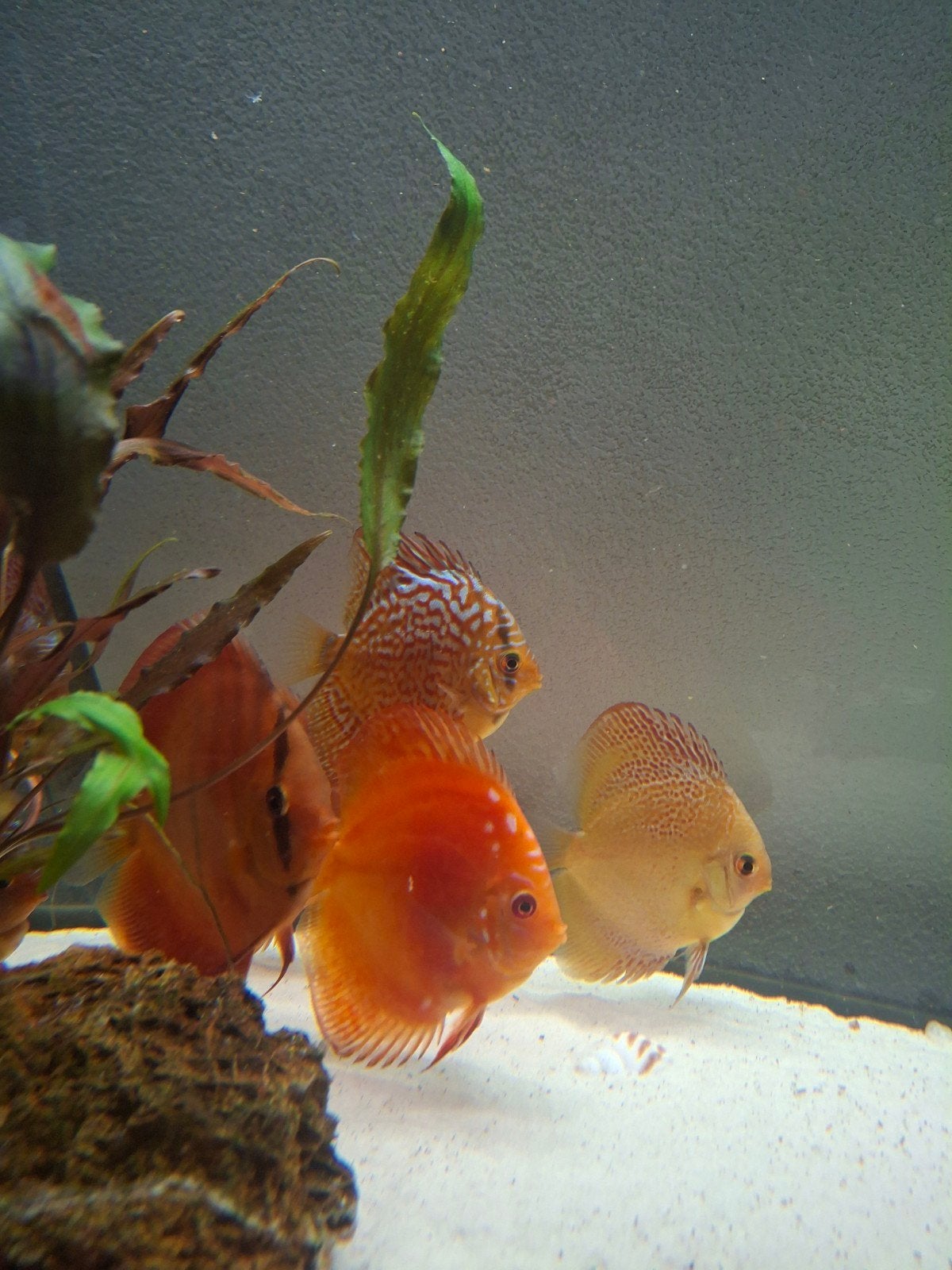discus vissen 14 stuks., Dieren en Toebehoren
