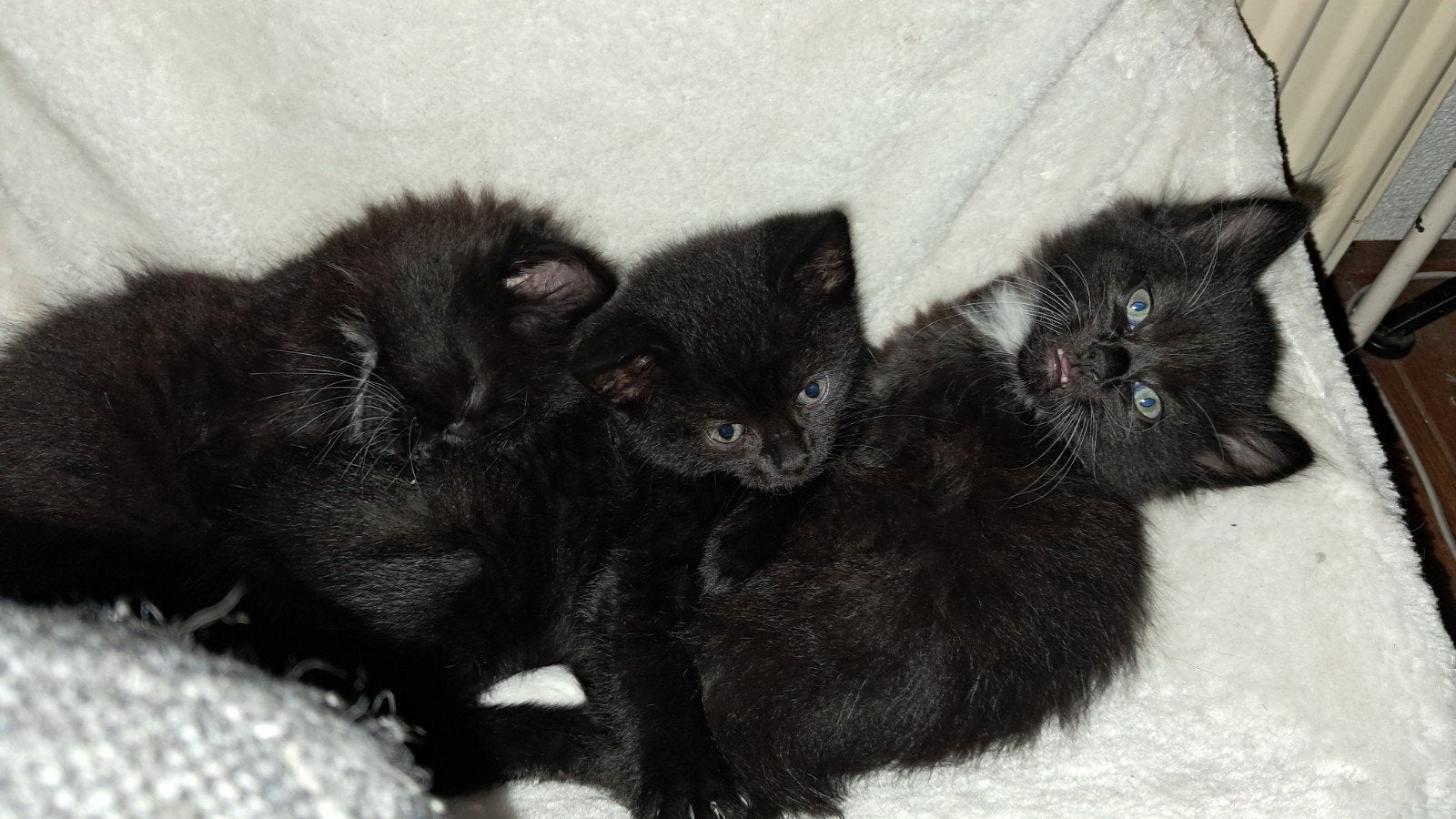 Kittens Kitten per 5 oktober, Meerdere dieren, Kortharig, 0 tot 2 jaar