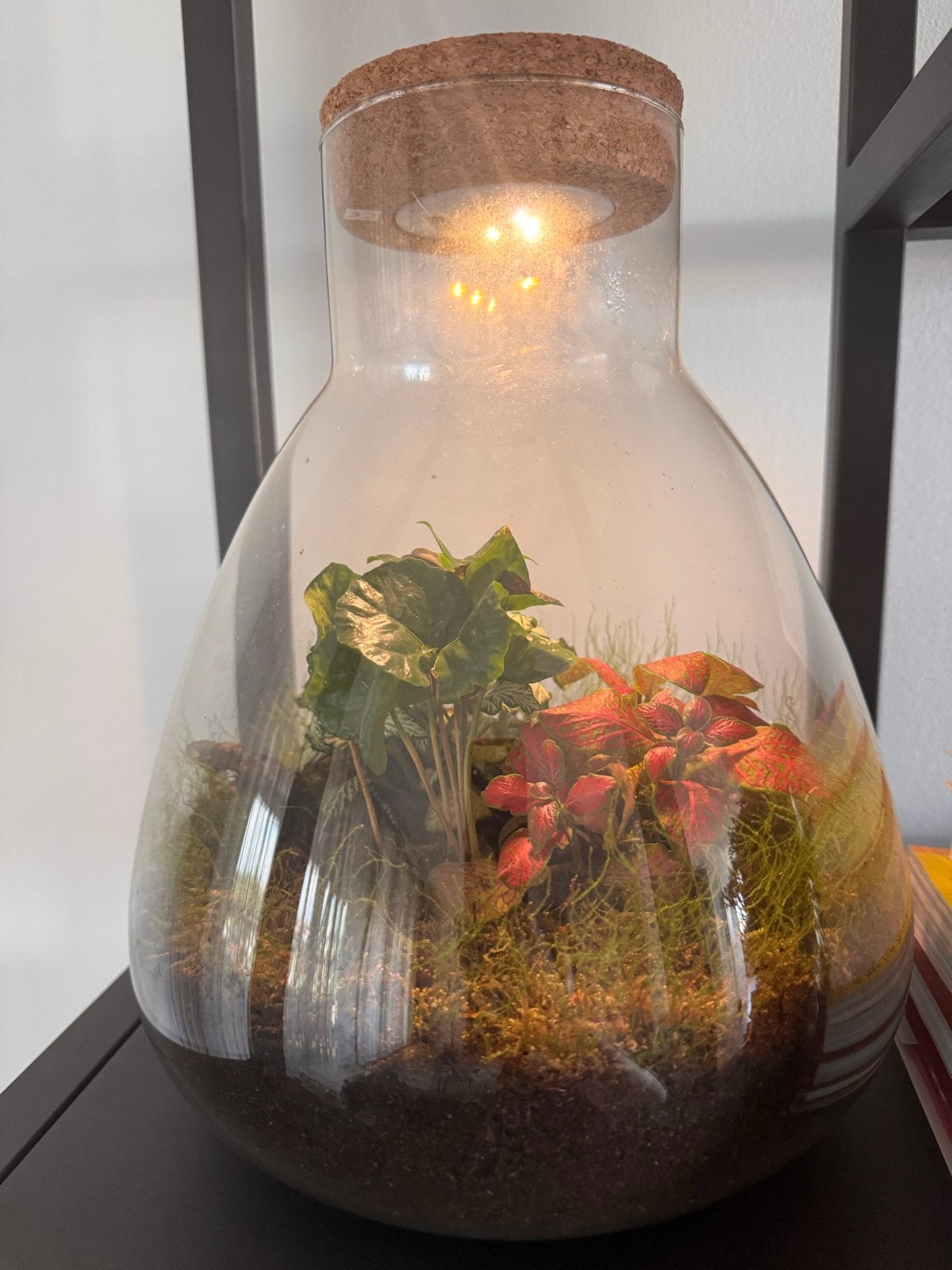 Glazen plant terrarium met kurken deksel, Ophalen, Meerkleurig, Nieuw, Modern