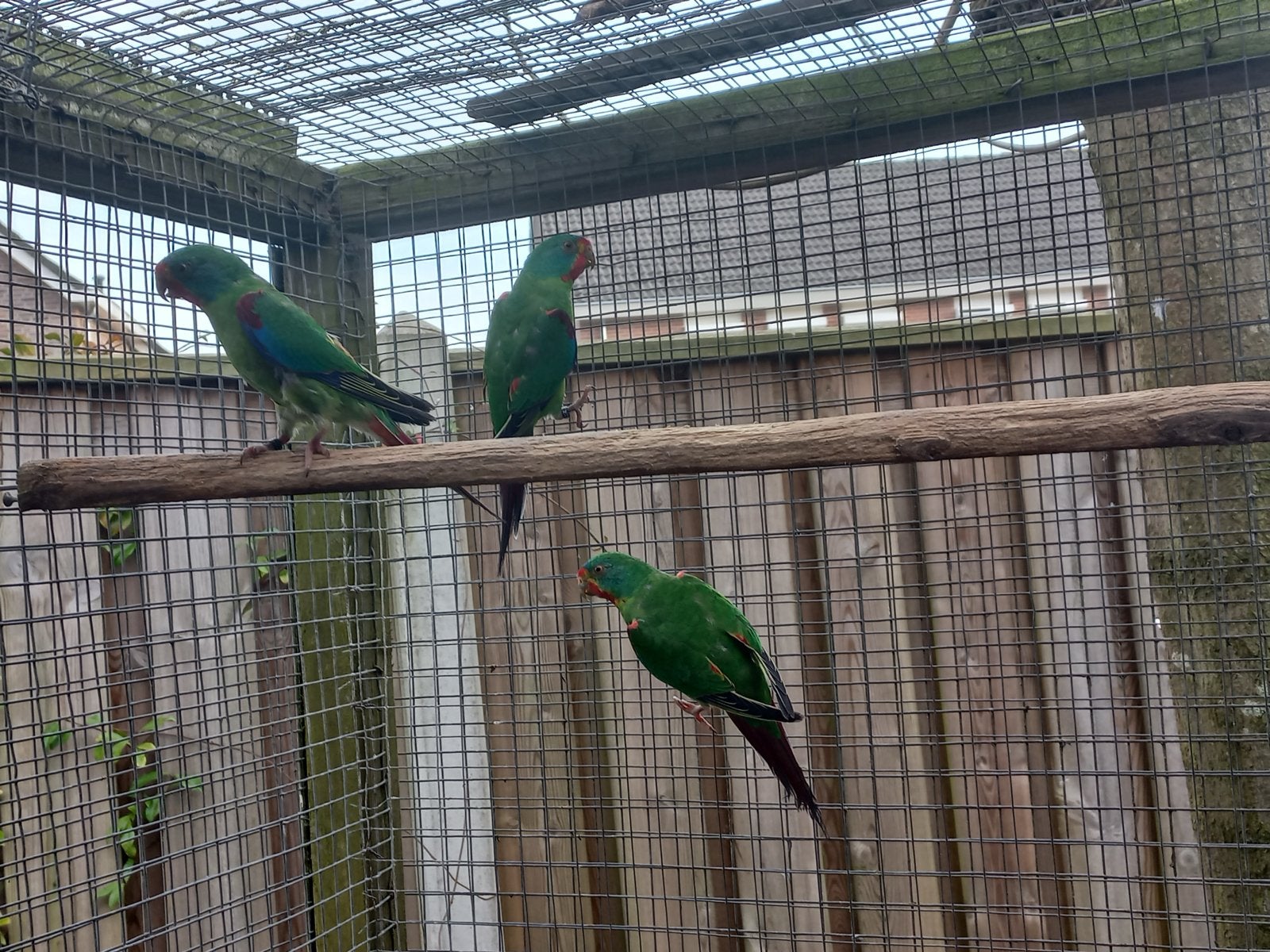 Te koop:1 jonge swiftparkiet, Meerdere dieren, Parkiet, Geringd