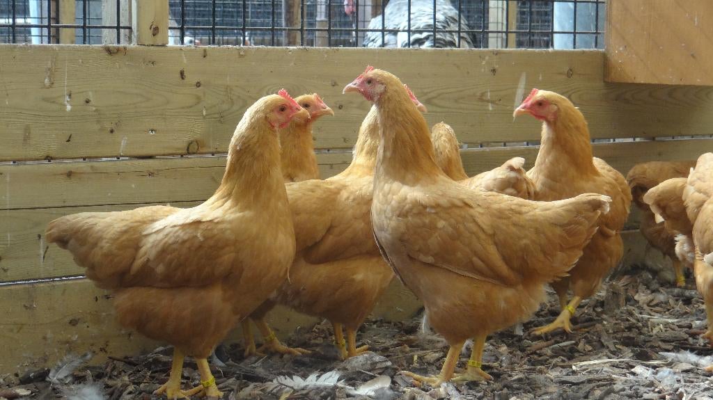 Delen Plymouth rock krielen | Passend advies | kriel kippen, Vrouwelijk, Kip