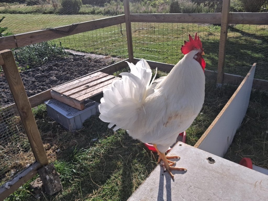 Haan witte leghorn, Dieren en Toebehoren, Mannelijk, Kip