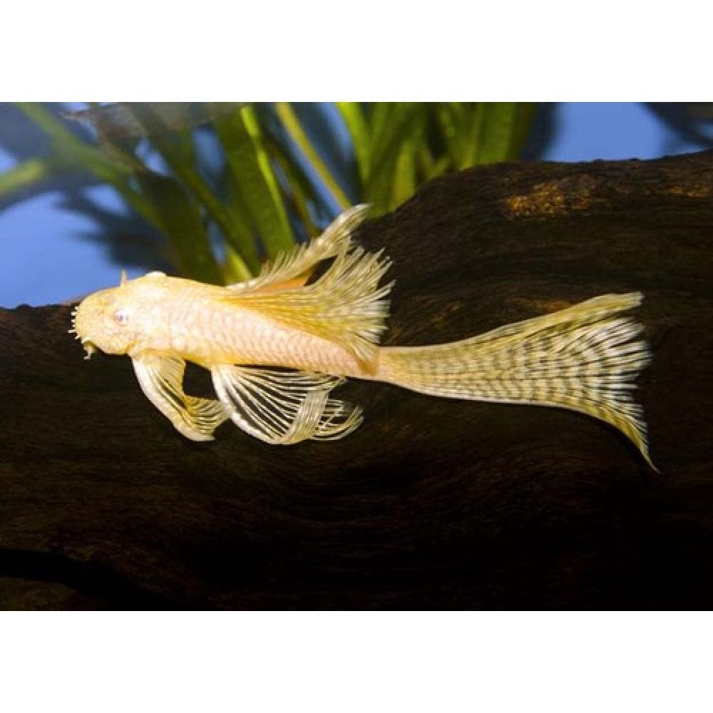 Gezocht!! Longfin Ancistrus, Vis, Zoetwatervis