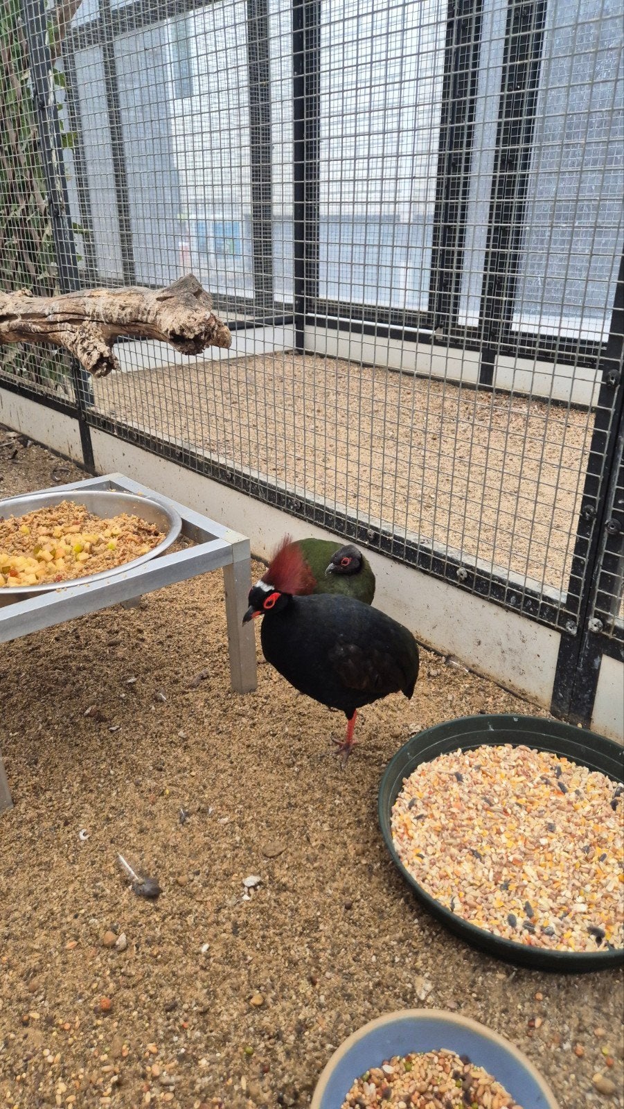 mooie grond vogels nu verkrijgbaar, Meerdere dieren, Tropenvogel, Geringd
