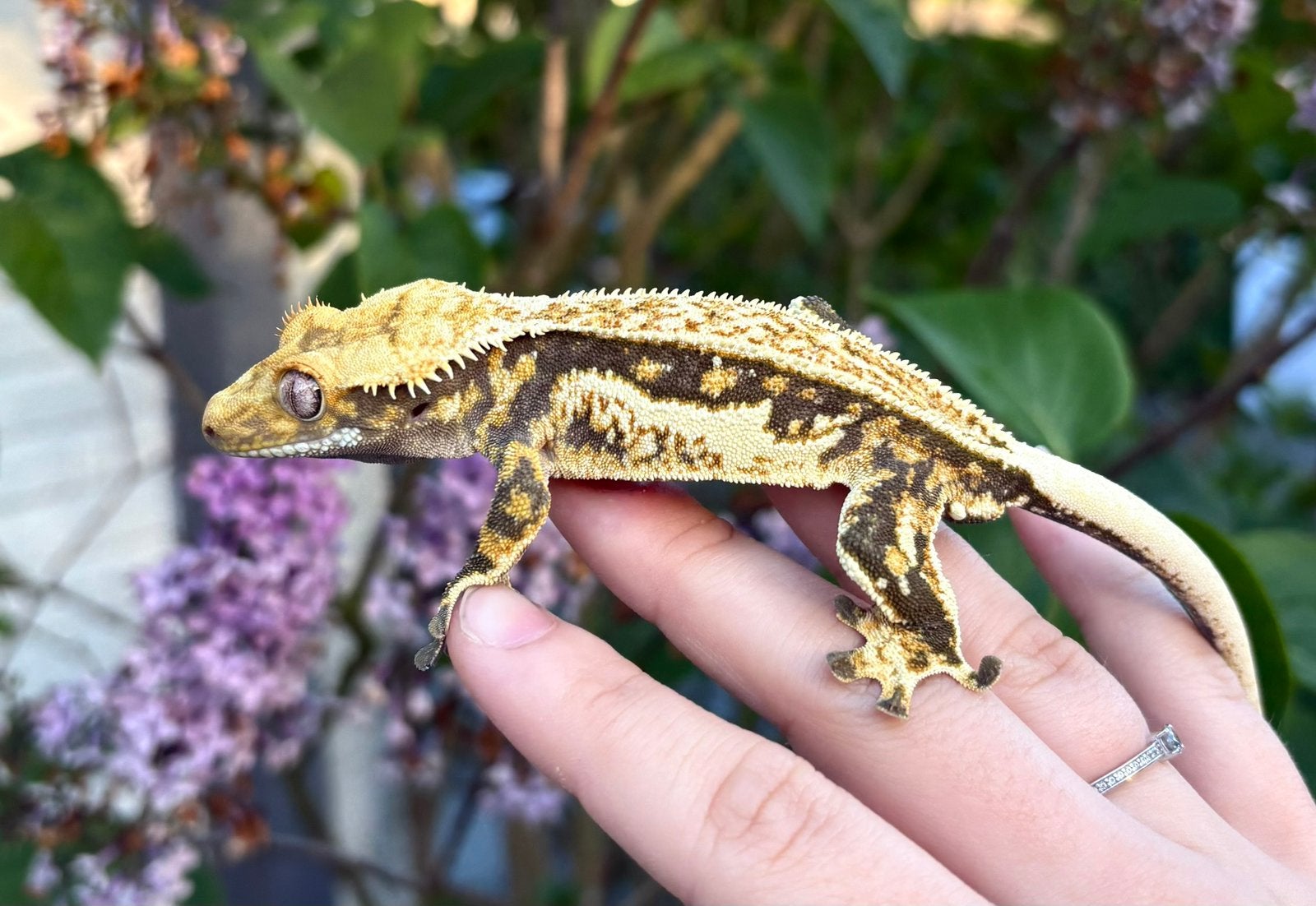 Wimpergekko 1.0 man, Hagedis, 0 tot 2 jaar