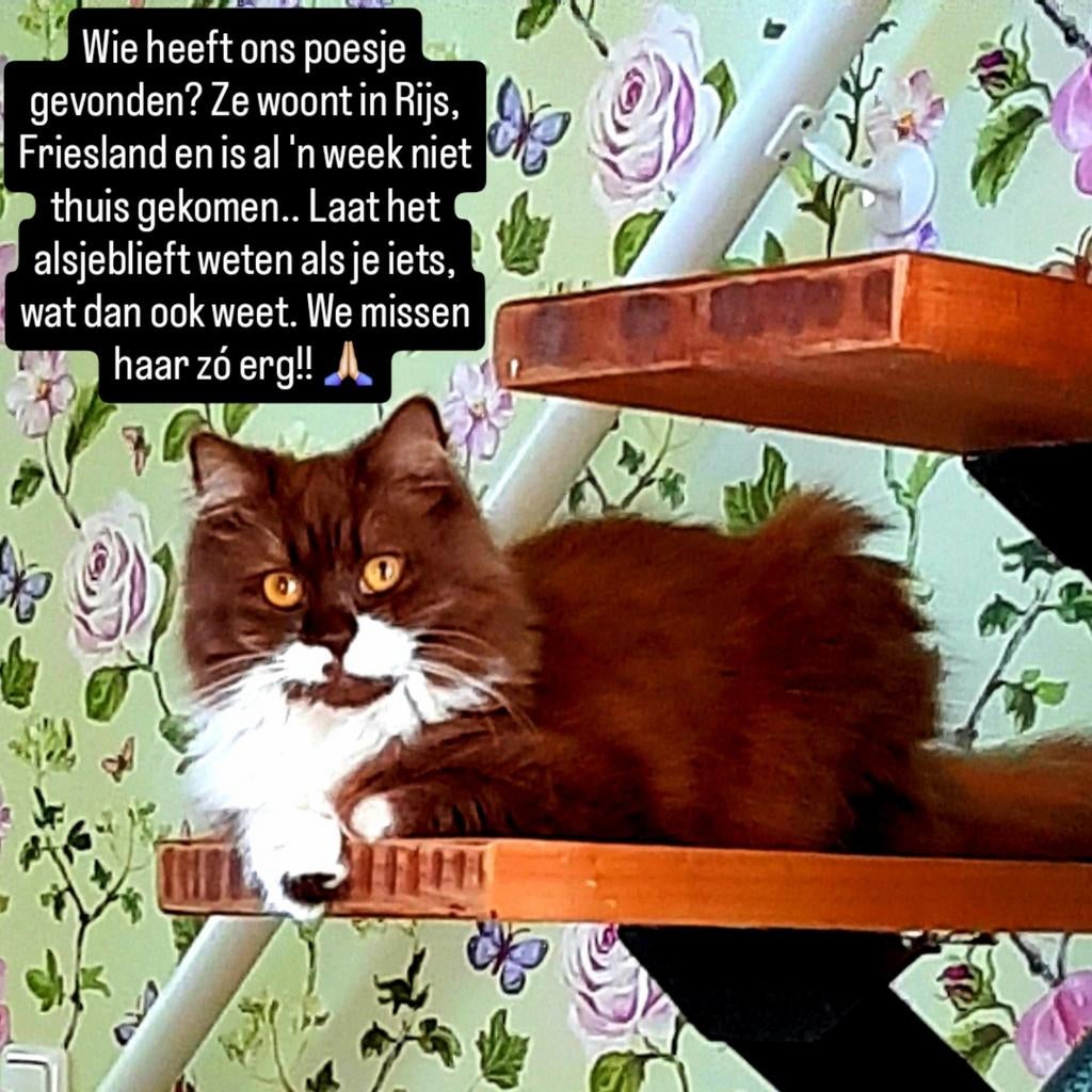 VERMIST in Rijs, Friesland., Poes, Gechipt