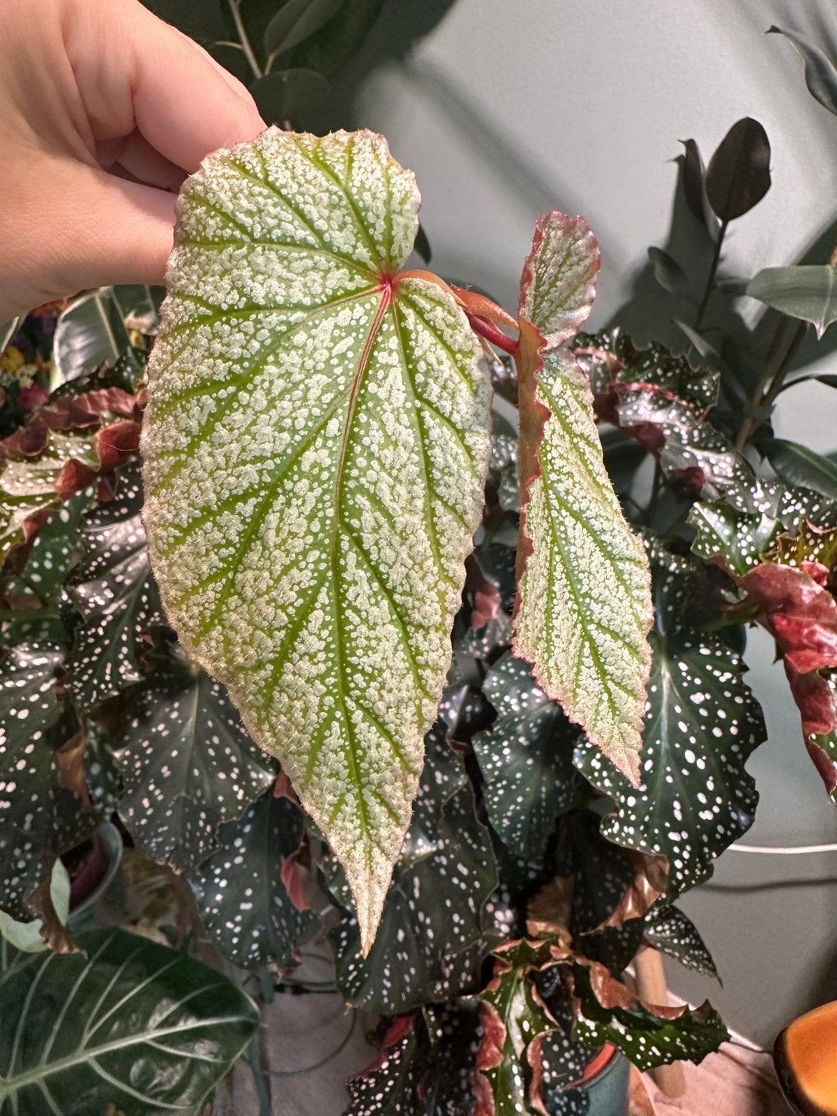 Begonia don miller stek 2, Ophalen of Verzenden, Halfschaduw, Minder dan 100 cm