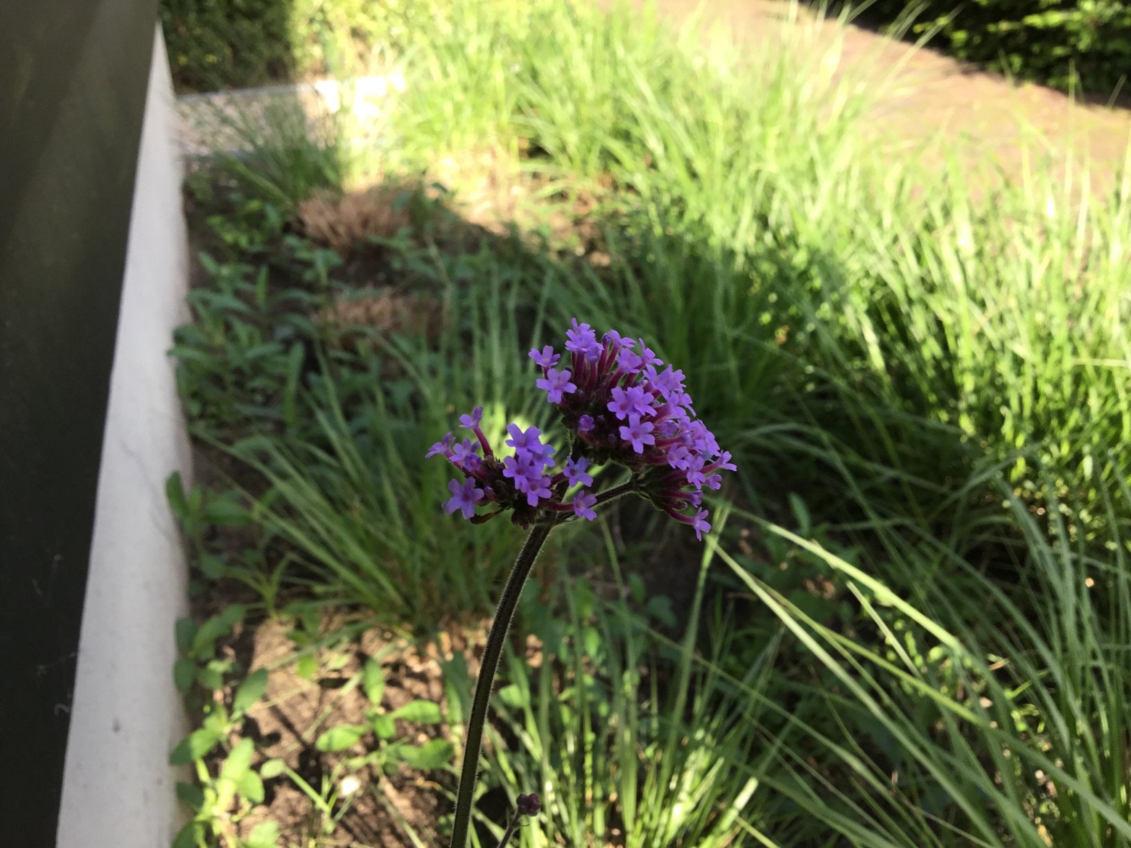 Verbena / ijzerdhard in pot p9, Ophalen, Overige soorten, Volle zon