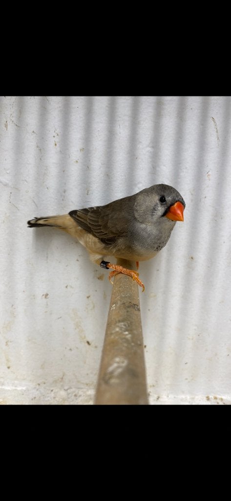 Zebravinken, Meerdere dieren, Tropenvogel, Geringd