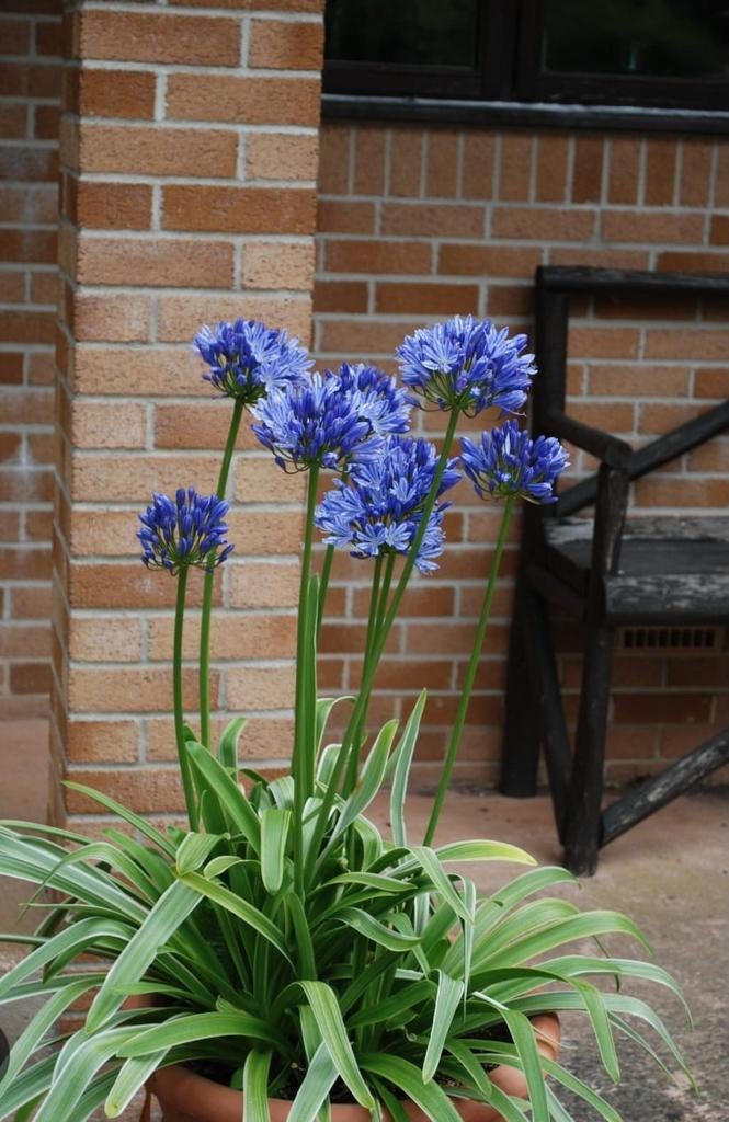 Acapanthus plant, Ophalen, Volle zon