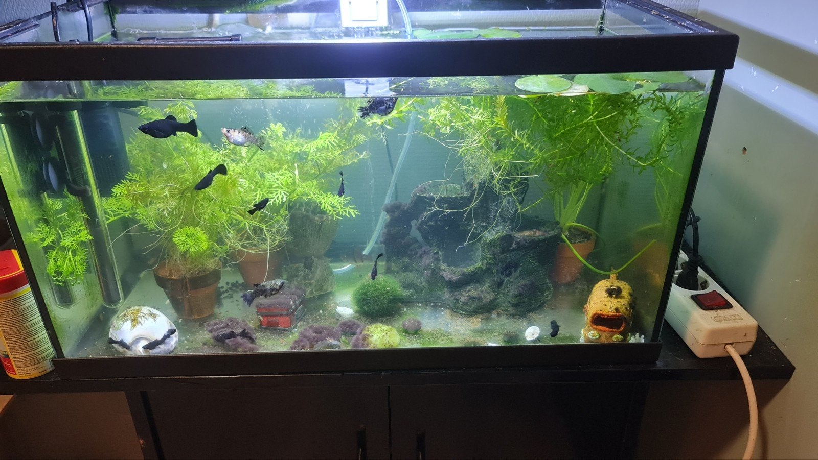 Gratis afhalen aquarium met dressoir., Dieren en Toebehoren, Ophalen, Gevuld zoetwateraquarium