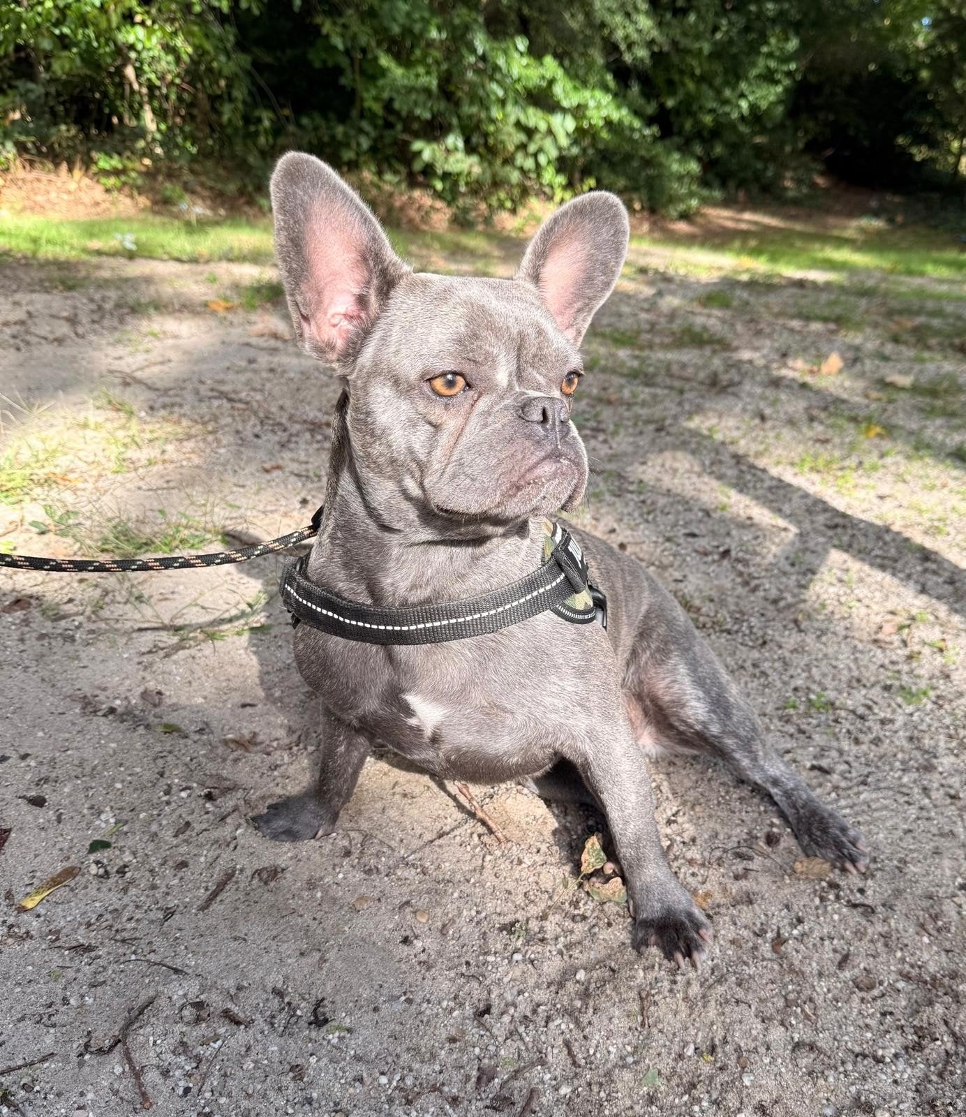 Franse Bulldog teefje 1,5 jaar, CDV (hondenziekte), 1 tot 2 jaar, Teef, Bulldog