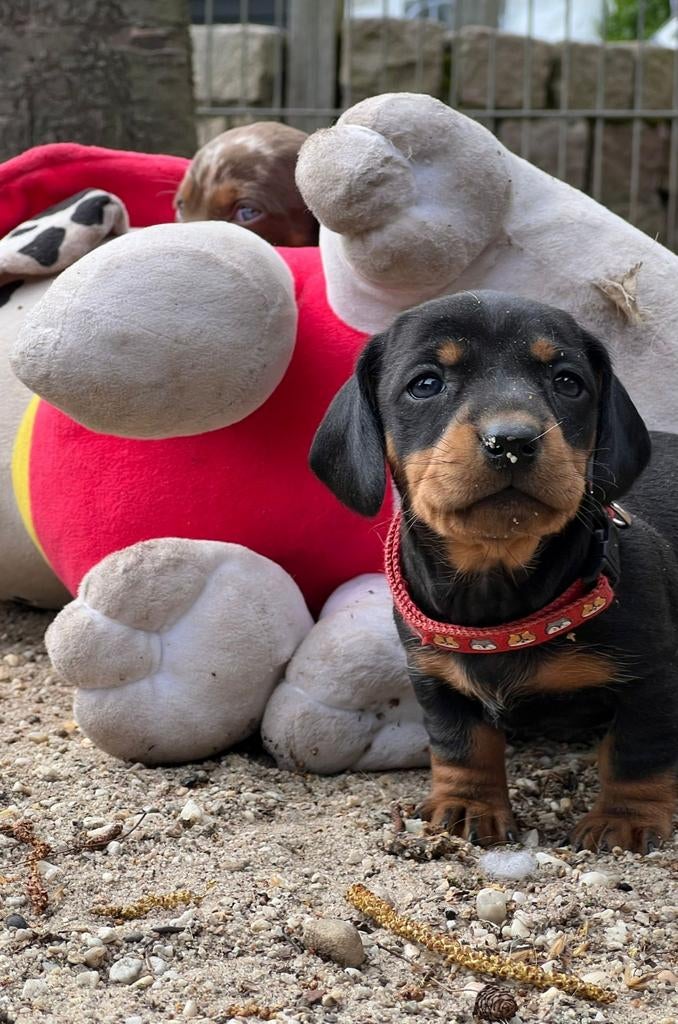 Vrolijke en zeker knappe dwergteckel pups te koop., Parvo, 8 tot 15 weken, Korthaar, Dwerg