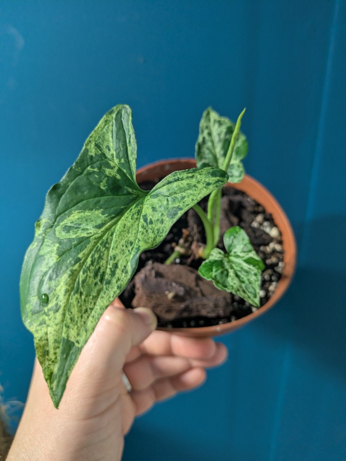 Syngonium Mottled Mojito plantje, Ophalen of Verzenden, Halfschaduw, Minder dan 100 cm